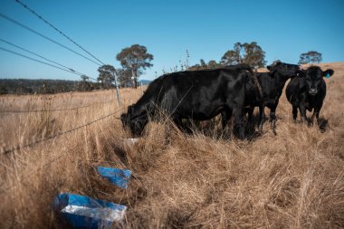 Sığırlar için mineral blokları olan inekler, Avustralya 'da bir çiftlikte inek yalama bloğu