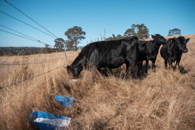 Sığırlar için mineral blokları olan inekler, Avustralya 'da bir çiftlikte inek yalama bloğu