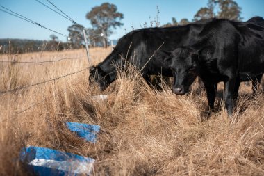 Sığırlar için mineral blokları olan inekler, Avustralya 'da bir çiftlikte inek yalama bloğu