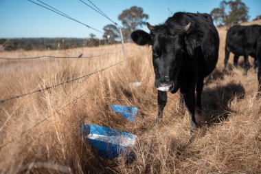 Sığırlar için mineral blokları olan inekler, Avustralya 'da bir çiftlikte inek yalama bloğu