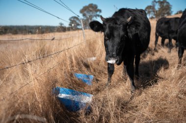 Sığırlar için mineral blokları olan inekler, Avustralya 'da bir çiftlikte inek yalama bloğu
