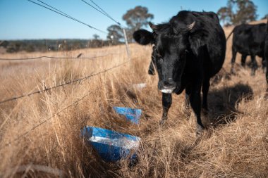 Sığırlar için mineral blokları olan inekler, Avustralya 'da bir çiftlikte inek yalama bloğu