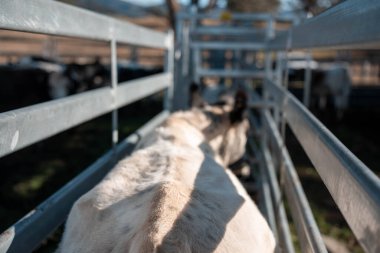 Avustralya 'da sığır ağıllarında kurtlu sırılsıklam ineklere ve tarımda kadınlara bakılıyor.