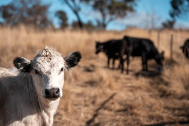 Angus, wagyu ve Murray sığır boğaları ve inekler, baharda Avustralya 'da bir tepede otlanıyorlar.