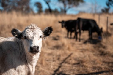 Angus, wagyu ve Murray sığır boğaları ve inekler, baharda Avustralya 'da bir tepede otlanıyorlar.