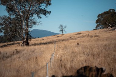 Angus, wagyu ve Murray sığır boğaları ve inekler, baharda Avustralya 'da bir tepede otlanıyorlar.