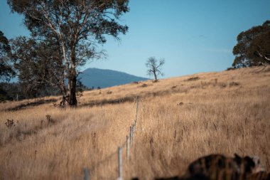 Angus, wagyu ve Murray sığır boğaları ve inekler, baharda Avustralya 'da bir tepede otlanıyorlar.
