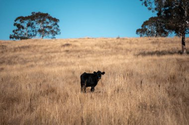 Angus, wagyu ve Murray sığır boğaları ve inekler, baharda Avustralya 'da bir tepede otlanıyorlar.