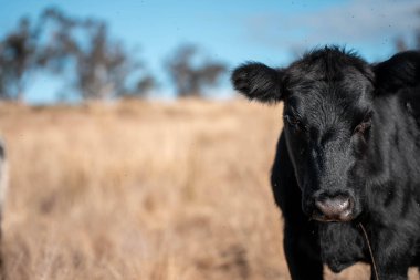 Angus, wagyu ve Murray sığır boğaları ve inekler, baharda Avustralya 'da bir tepede otlanıyorlar.