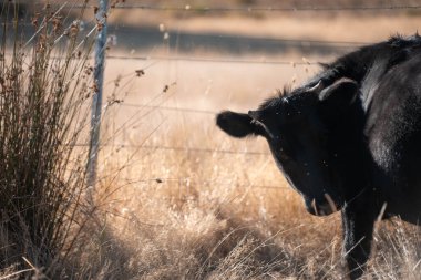Angus, wagyu ve Murray sığır boğaları ve inekler, baharda Avustralya 'da bir tepede otlanıyorlar.