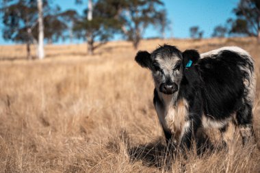 Angus, wagyu ve Murray sığır boğaları ve inekler, baharda Avustralya 'da bir tepede otlanıyorlar.