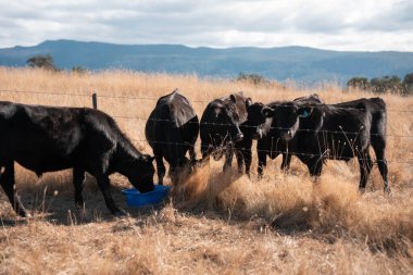 Sığırlar için mineral blokları olan inekler, Avustralya 'da bir çiftlikte inek yalama bloğu