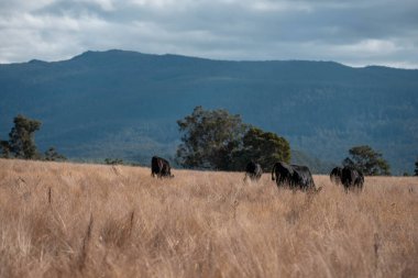 Angus, wagyu ve Murray sığır boğaları ve inekler, baharda Avustralya 'da bir tepede otlanıyorlar.