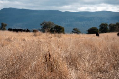 Angus, wagyu ve Murray sığır boğaları ve inekler, baharda Avustralya 'da bir tepede otlanıyorlar.