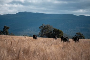 Angus, wagyu ve Murray sığır boğaları ve inekler, baharda Avustralya 'da bir tepede otlanıyorlar.