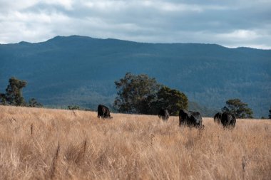Angus, wagyu ve Murray sığır boğaları ve inekler, baharda Avustralya 'da bir tepede otlanıyorlar.