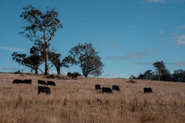 Angus, wagyu ve Murray sığır boğaları ve inekler, baharda Avustralya 'da bir tepede otlanıyorlar.