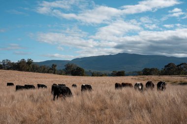 Angus, wagyu ve Murray sığır boğaları ve inekler, baharda Avustralya 'da bir tepede otlanıyorlar.