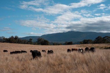 Angus, wagyu ve Murray sığır boğaları ve inekler, baharda Avustralya 'da bir tepede otlanıyorlar.