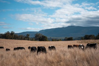 Angus, wagyu ve Murray sığır boğaları ve inekler, baharda Avustralya 'da bir tepede otlanıyorlar.