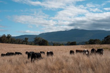 Angus, wagyu ve Murray sığır boğaları ve inekler, baharda Avustralya 'da bir tepede otlanıyorlar.