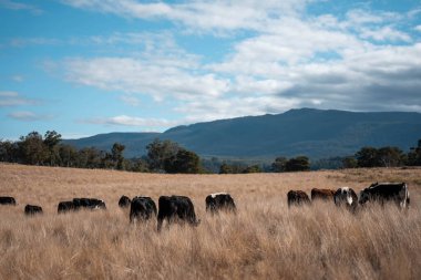 Angus, wagyu ve Murray sığır boğaları ve inekler, baharda Avustralya 'da bir tepede otlanıyorlar.