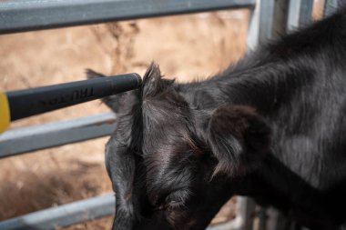Avustralya 'da sığır ağıllarında kurtlu sırılsıklam ineklere ve tarımda kadınlara bakılıyor.
