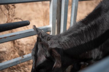 Avustralya 'da sığır ağıllarında kurtlu sırılsıklam ineklere ve tarımda kadınlara bakılıyor.
