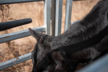 Avustralya 'da sığır ağıllarında kurtlu sırılsıklam ineklere ve tarımda kadınlara bakılıyor.