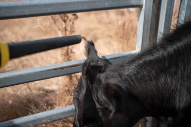 Avustralya 'da sığır ağıllarında kurtlu sırılsıklam ineklere ve tarımda kadınlara bakılıyor.