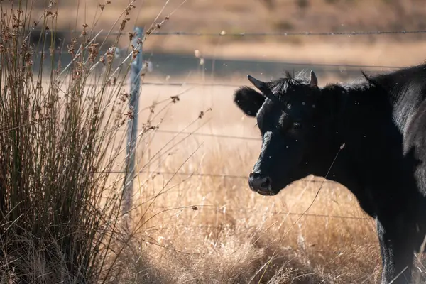 Angus, wagyu ve Murray sığır boğaları ve inekler, baharda Avustralya 'da bir tepede otlanıyorlar.