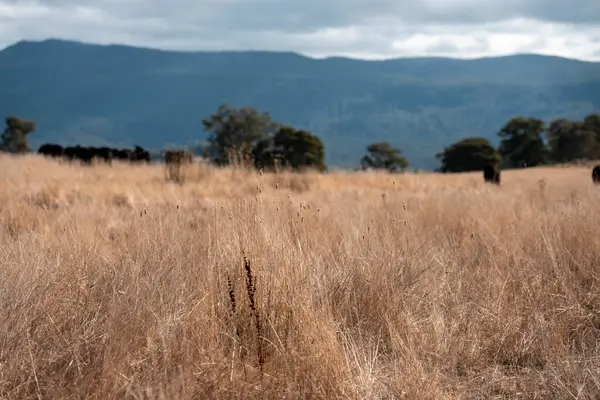 Angus, wagyu ve Murray sığır boğaları ve inekler, baharda Avustralya 'da bir tepede otlanıyorlar.