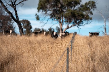 Avustralya 'daki güzel sığırlar ot yer, otlakta otlarlar. Tarımsal bir çiftlikte yetiştirilen sığır sürüsü. Sürdürülebilir tarım 