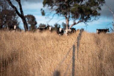 Avustralya 'daki güzel sığırlar ot yer, otlakta otlarlar. Tarımsal bir çiftlikte yetiştirilen sığır sürüsü. Sürdürülebilir tarım 