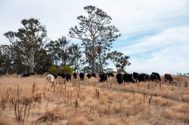 Avustralya 'daki güzel sığırlar ot yer, otlakta otlarlar. Tarımsal bir çiftlikte yetiştirilen sığır sürüsü. Sürdürülebilir tarım 