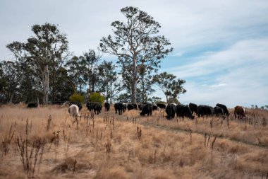 Avustralya 'daki güzel sığırlar ot yer, otlakta otlarlar. Tarımsal bir çiftlikte yetiştirilen sığır sürüsü. Sürdürülebilir tarım 