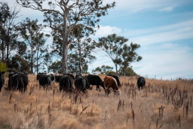Avustralya 'daki güzel sığırlar ot yer, otlakta otlarlar. Tarımsal bir çiftlikte yetiştirilen sığır sürüsü. Sürdürülebilir tarım 