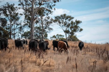 Avustralya 'daki güzel sığırlar ot yer, otlakta otlarlar. Tarımsal bir çiftlikte yetiştirilen sığır sürüsü. Sürdürülebilir tarım 