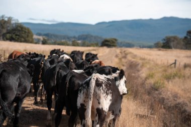 Avustralya 'daki güzel sığırlar ot yer, otlakta otlarlar. Tarımsal bir çiftlikte yetiştirilen sığır sürüsü. Sürdürülebilir tarım 