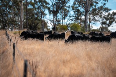 Avustralya 'daki güzel sığırlar ot yer, otlakta otlarlar. Tarımsal bir çiftlikte yetiştirilen sığır sürüsü. Sürdürülebilir tarım 