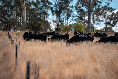 Avustralya 'daki güzel sığırlar ot yer, otlakta otlarlar. Tarımsal bir çiftlikte yetiştirilen sığır sürüsü. Sürdürülebilir tarım 