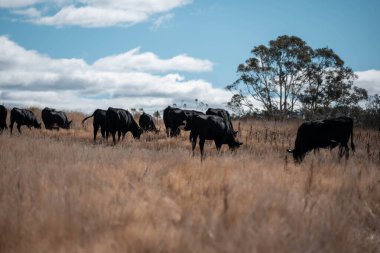 Avustralya 'daki güzel sığırlar ot yer, otlakta otlarlar. Tarımsal bir çiftlikte yetiştirilen sığır sürüsü. Sürdürülebilir tarım 