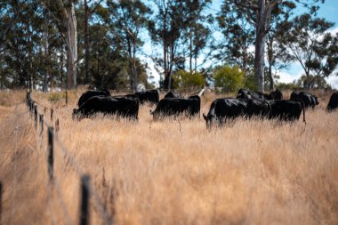 Avustralya 'daki güzel sığırlar ot yer, otlakta otlarlar. Tarımsal bir çiftlikte yetiştirilen sığır sürüsü. Sürdürülebilir tarım 