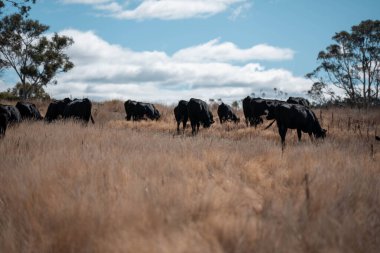 Avustralya 'daki güzel sığırlar ot yer, otlakta otlarlar. Tarımsal bir çiftlikte yetiştirilen sığır sürüsü. Sürdürülebilir tarım 