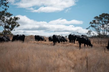 Avustralya 'daki güzel sığırlar ot yer, otlakta otlarlar. Tarımsal bir çiftlikte yetiştirilen sığır sürüsü. Sürdürülebilir tarım 