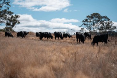 Avustralya 'daki güzel sığırlar ot yer, otlakta otlarlar. Tarımsal bir çiftlikte yetiştirilen sığır sürüsü. Sürdürülebilir tarım 