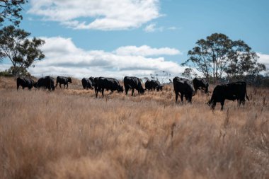 Avustralya 'daki güzel sığırlar ot yer, otlakta otlarlar. Tarımsal bir çiftlikte yetiştirilen sığır sürüsü. Sürdürülebilir tarım 
