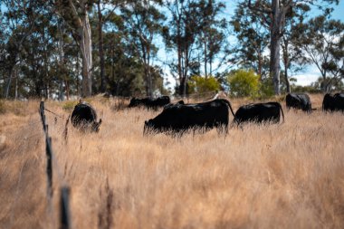 Avustralya 'daki güzel sığırlar ot yer, otlakta otlarlar. Tarımsal bir çiftlikte yetiştirilen sığır sürüsü. Sürdürülebilir tarım 