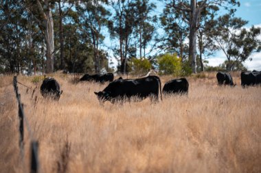 Avustralya 'daki güzel sığırlar ot yer, otlakta otlarlar. Tarımsal bir çiftlikte yetiştirilen sığır sürüsü. Sürdürülebilir tarım 