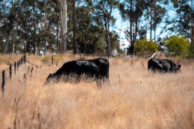 Avustralya 'daki güzel sığırlar ot yer, otlakta otlarlar. Tarımsal bir çiftlikte yetiştirilen sığır sürüsü. Sürdürülebilir tarım 